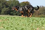 BEAUCERON 521